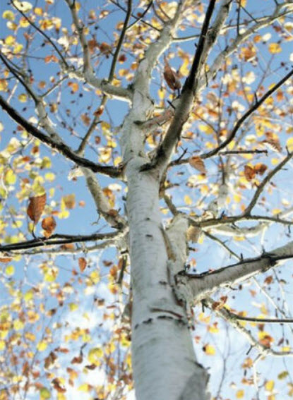 ไวท์เบิร์ช หรือซิลเวอร์เบิร์ช (White Birch / Silver Birch) / 20 เม็ด