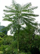 ยีราฟ (Brazilian fire tree) / 5 เม็ด (India)