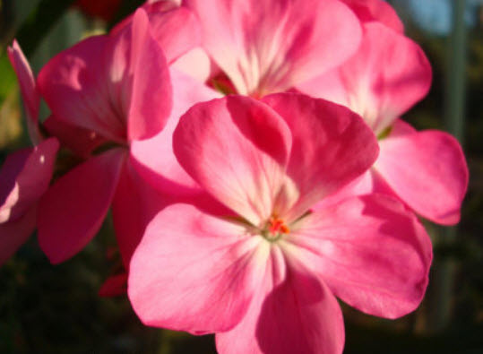 เจอราเนียม (F2 Geranium) สีชมพู / 10 เม็ด (UK)