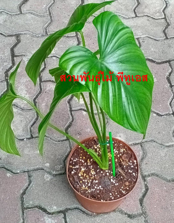 ต้นเสน่ห์จันทร์บุษราคัม จากข้อตาแม่พันธุ์ด่าง ขายทั้งต้น ส่งทั้งกระถาง 10 นิ้ว (ไม่รับเก็บเงินปลายทาง)