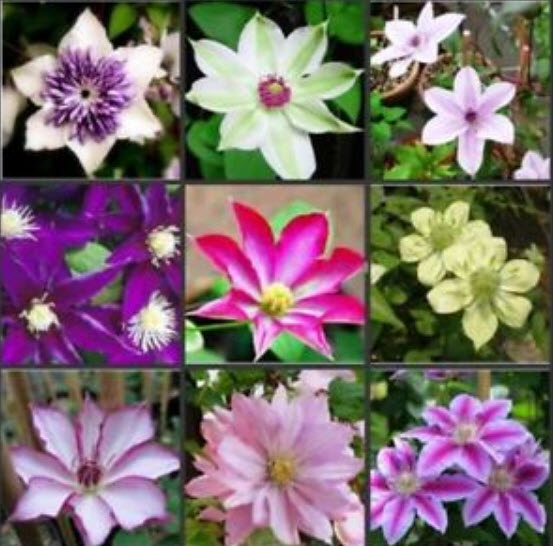 เคล็มแมททิส (Clematis) คละสี คละแบบ / 50 เม็ด