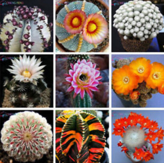 แคคตัสญี่ปุ่น (Japanese Cactus) คละ (A) / 100 เม็ด