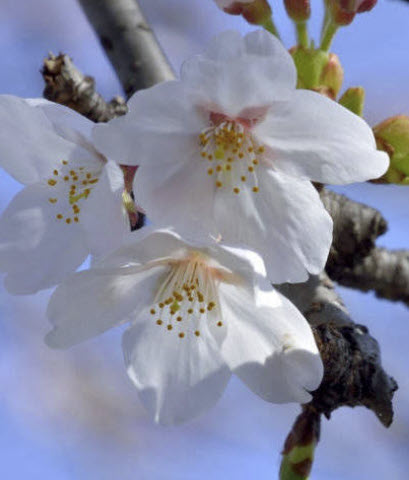 ซากุระ Somei Yoshino / 5 เม็ด (Japan)