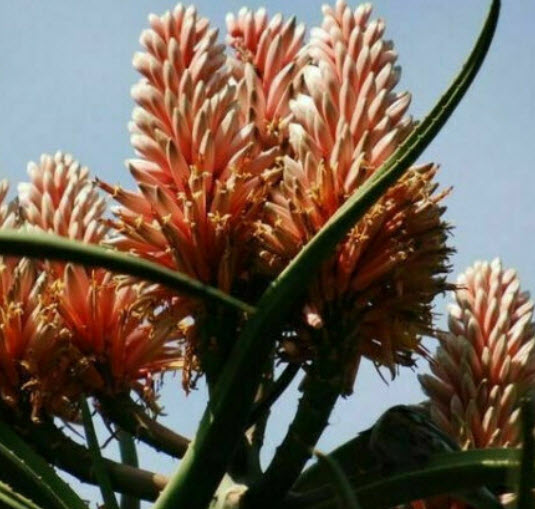 ว่านหางจระเข้ต้น (Aloe Tree) / 5 เม็ด (Portugal)