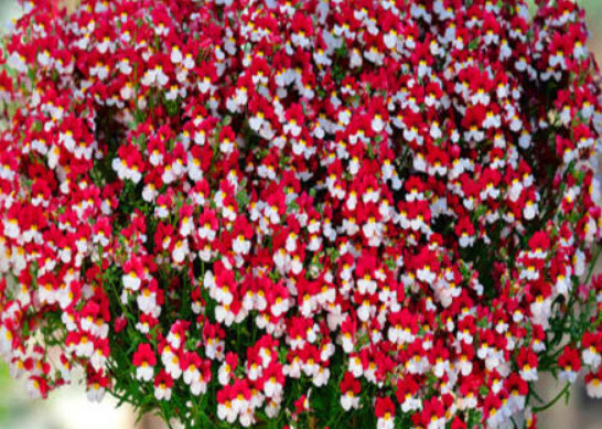 เนมีเซีย แดนิช แฟล็ก (Nemesia Danish Flag) / 1,000 เม็ด (UK)