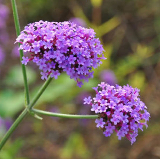 เวอร์บีน่า (Verbena / Vervain) สีม่วง / 100 เม็ด