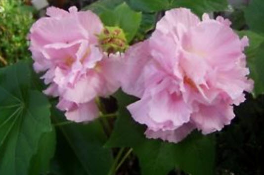 พุดตานกลีบซ้อน (Cotton Rose) / 5 เม็ด (USA)