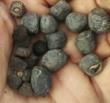 กล้วยน้ำผึ้ง (Honey banana) หรือมูซา จอห์นซี (Musa johnsii) / 2 เม็ด (Portugal)