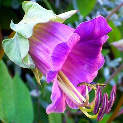 แคทเธอดรัล เบลล์ (Cathedral Bells) สีม่วง+ขาว / รวม 4 เม็ด (Ukraine)