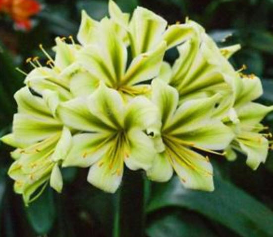 คลีเวีย (Clivia) เขียว / 5 เม็ด