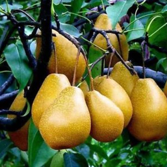 ฝรั่งแพร์ (Pear Guava) / 10 เม็ด