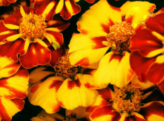 ดาวเรืองฝรั่งเศส (French Marigold - Dainty Marietta) / 30 เม็ด (UK)