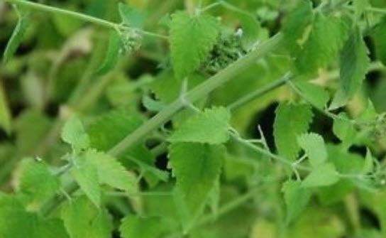 แค็ทนิพ หรือแค็ทมิ้นท์ (Catnip) / 800 เม็ด (นอก)