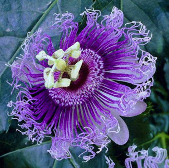 สร้อยฟ้า (Passion Flower) คละ / 100 เม็ด