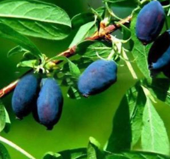 บลูเบอรี่สายน้ำผึ้ง (Honey Blueberry) / 200 เม็ด (นอก)