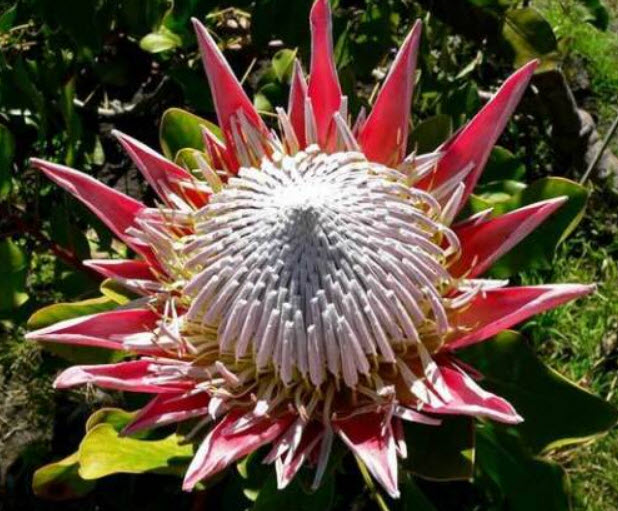 คิงโพรเทีย (South Africa King Protea) / 3 เม็ด (UK)