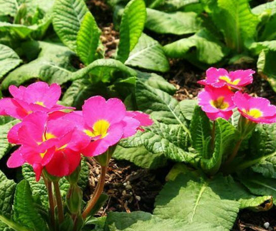 คอมม่อน พริมโรส (Common Primrose) คละ / ซอง 50 เม็ด (A080)