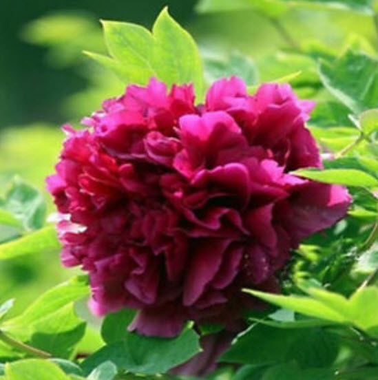 โบตั๋น (Peony) สองสี (ชมพู-แดง) / 10 เม็ด (นอก)