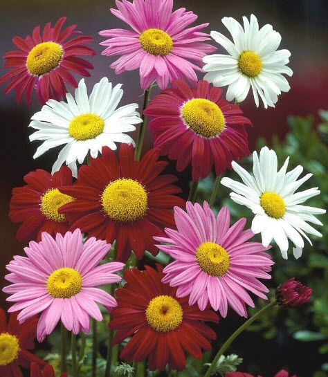 ไพรีทรัม โรบินสัน / เพ้นท์เดซี่ / ไพรีธัม (Painted Daisy / Pyrethrum Robinson) คละ / 140 เม็ด (UK)