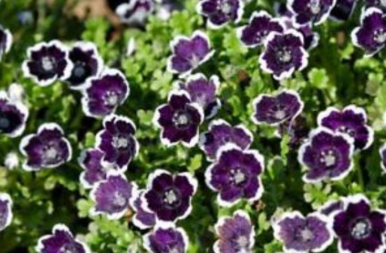 เนโมฟีลา - เพนนี แบล็ค (Nemophila - Penny Black) / 300 เม็ด (UK)*