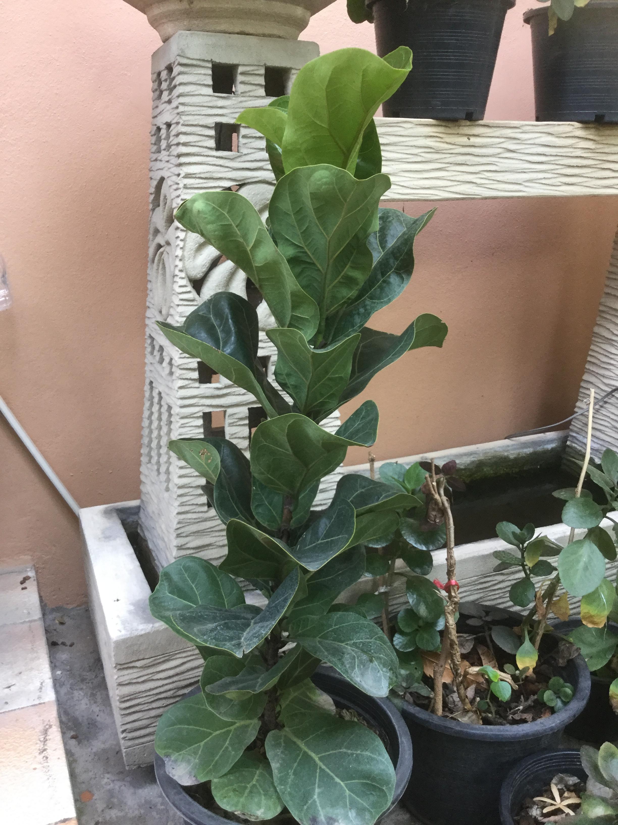 ต้นไทรใบสัก กระถาง สูง 100-110 ซ.ม. / ต้น