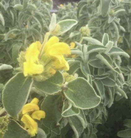 เยรูซาเล็ม เสจ (Jerusalem sage / Phlomis fruticosa) / 10 เม็ด (NZ)