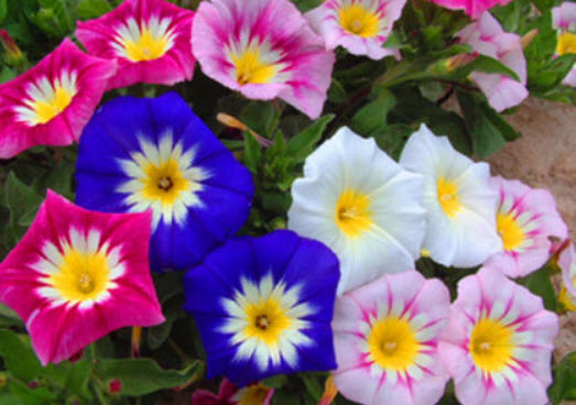 มอนิ่ง กลอรี่ แคระ - เอ็นไซน์ มิกซ์ (Dwarf Morning Glory Ensign Mix) / 170 เม็ด (UK)