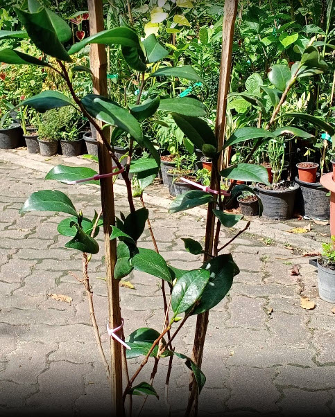 ต้นคาเมเลีย คามิเลีย Camellia ดอกชมพู อายุ 4 ปี+ ต้นไม้นำเข้า