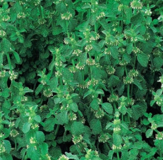 ฮอร์ฮาวด์ขาว (White Horehound / Common Horehound) / 50 เม็ด (France)