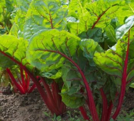 สวิสชาร์ต รูห์บับ (Swiss Chard Rhubarb) แดง / 550 เม็ด (UK)*
