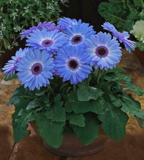 เยอบีร่า (Gerbera) ฟ้า-ขาว / 100 เม็ด