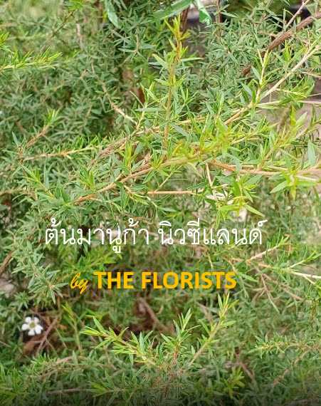 ต้นมานูก้า นิวซีแลนด์ ดอกสีขาว (Manuka) กระถาง 10 นิ้ว สูง 50-70 ซ.ม. / ต้น