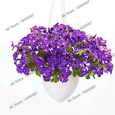 พิทูเนีย บลูสกาย (Blue Sky Petunia) / 100 เม็ด