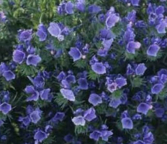 ไวเปอร์ บูกลอส - บลู เบ็ดเดอร์ (Vipor's - Blue Bedder) / 50 เม็ด (USA)