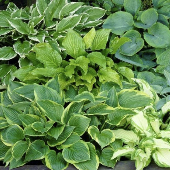 ฮอสต้า (hosta plantaginea) คละ / 100 เม็ด (China)