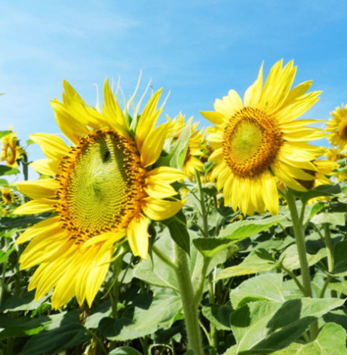 ทานตะวัน (Sunflower) / ซอง 15 เม็ด (A007)