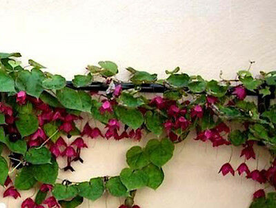 กระดิ่งม่วง (Purple Bell Vine) / 5 เม็ด (UK)