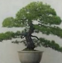 สนแดงญี่ปุ่น (Japanese Red Pine) / 10 เม็ด (Spain)