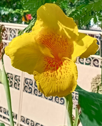 พุทธรักษา สีเหลือง ลายในดอกสีส้ม สวยมาก / 10 เม็ด (P2S)