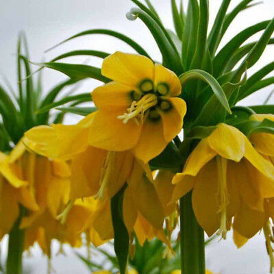 มงกุฏจักรพรรดิ์ (Crown Imperial) สีเหลือง / 100 เม็ด