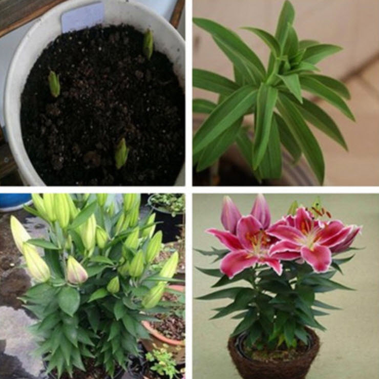 ลิลี่ (Lily) สีชมพู / 50 เม็ด (นอก)