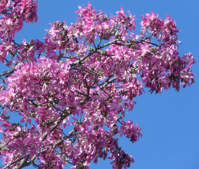 ต้นงิ้วชมพู เสียบยอด สูง 15-30 ซ.ม.