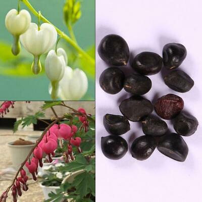 หทัยหยาดทิพย์ (Bleeding Heart) คละ / 20 เม็ด