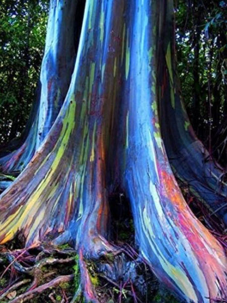 ยูคาลิปตัส แฟนซี (Eucalyptus deglupta) / 1,000 เม็ด (Portugal)