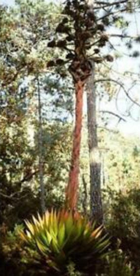 ว่านภูเขา (Agave Montana) / 10 เม็ด (Malaysia)