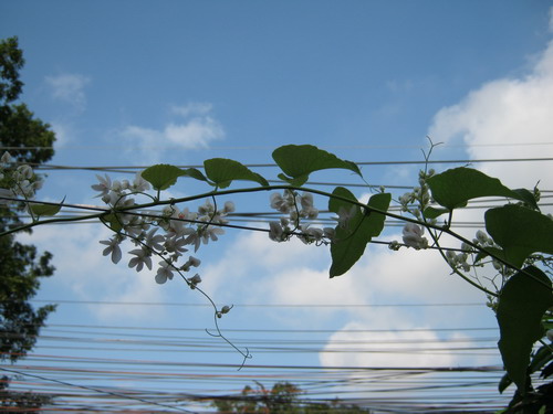 พวงชมพู สีขาว / 10 เม็ด (ไทย)