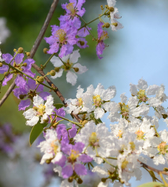 เสลา / อินทรชิต (Lythraceae) / 100 เม็ด