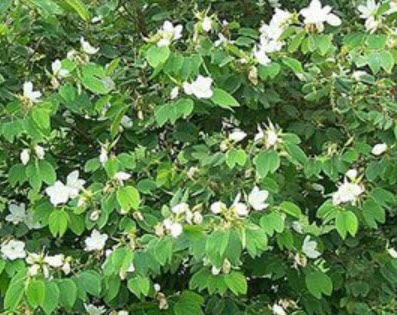 กาหลง ขาว (Snowy Orchid tree) / 10 เม็ด (ไทย)