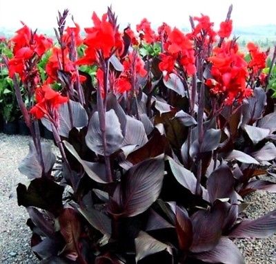 พุทธรักษา (Canna - Tropical Bronze Scarlet) / 5 เม็ด (UK)