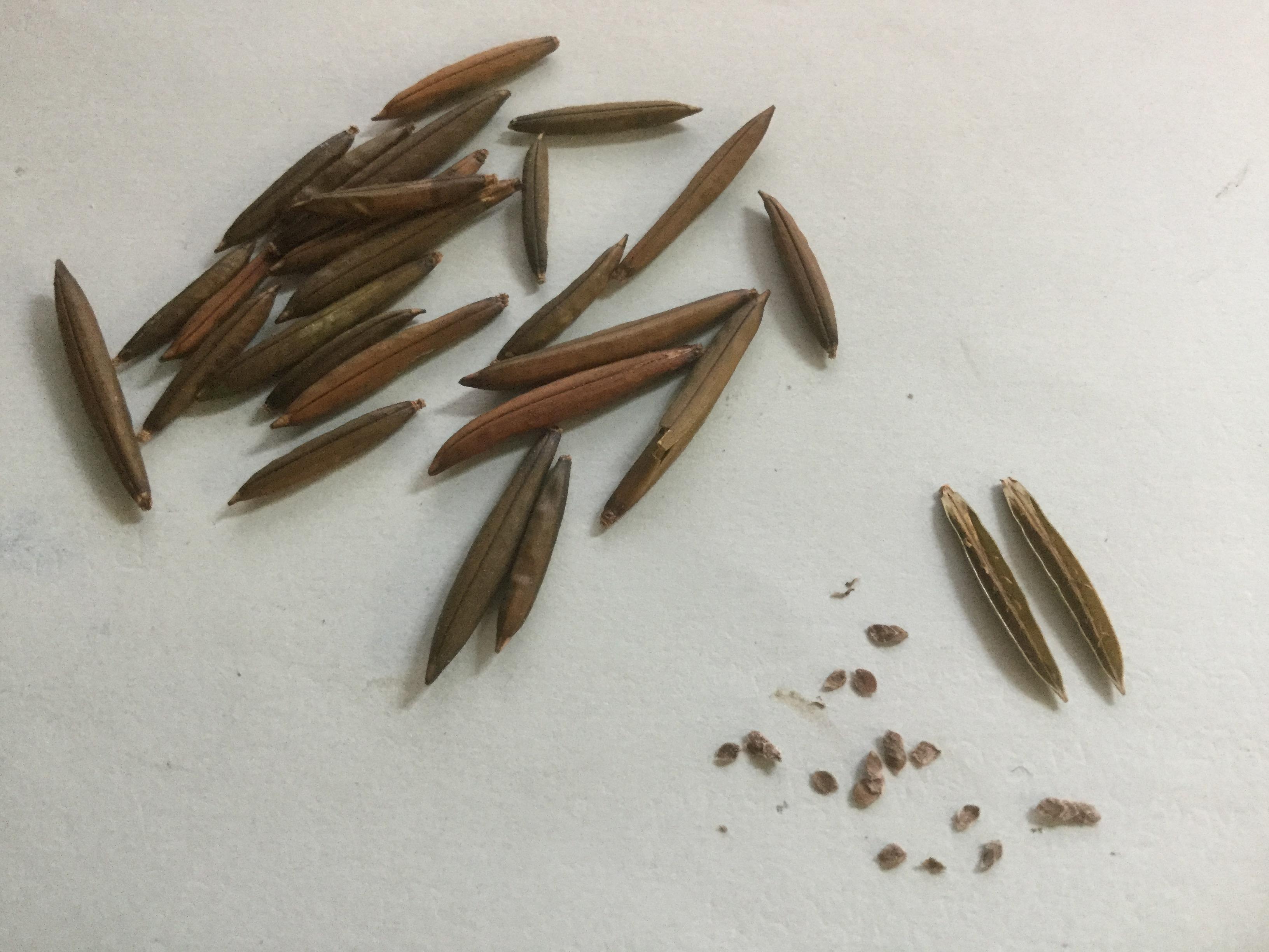 ต้อยติ่งไทย (Hygrophila erecta) / ชุด (10 ฝัก)